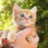 ねこまんま 的头像