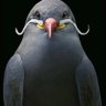 BarefootPigeon 的头像