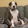 Woody_americas_dog's profile picture