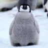 Profilbild von メダパニぽん🐧🦝