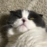 Profilbild von トシヒロム