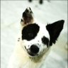 ต้นหลิว profil fotoğrafı