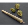 weed 的头像
