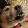 Hank's profile picture