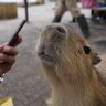 びびりのびび 的头像