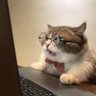 The Cat who see weird tweets ็ๅคดๅ