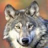 The Howling D profil fotoğrafı