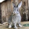 The Wise Rabbit's profile picture