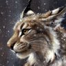 Kats's profile picture