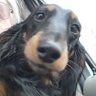 Sally Lego's profile picture