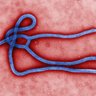 Фото профиля Ebola