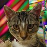 knowgusto's profile picture