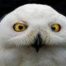 AndreasCax profil fotoğrafı