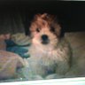 Yvon's profile picture
