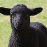 James Bondo (Black Sheep Matter) profil fotoğrafı