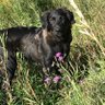 kuma profil fotoğrafı