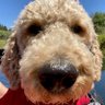 Profilbild von Roger That