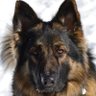 MeanGene42's profile picture