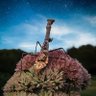 Stargazer's profile picture