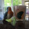 Фото профиля 🍸🍻Boozy the Bluebird🐦🪺