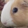 Zezeru Zeru's profile picture