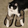 American Jewell's profile picture