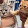 Profilbild von 有人想吃魚了嗎