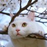 Фото профиля 猫田にゃんきっちゃん