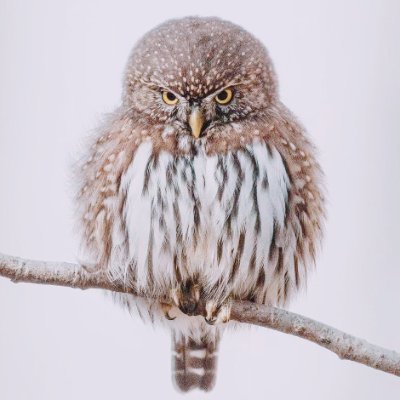 CFC4N's profile picture