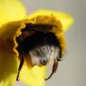 bee 的头像