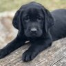 Labs of TicTac's profile picture