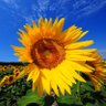 Sunflower 的头像