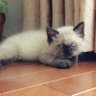 Фото профиля neko chocolat🥬