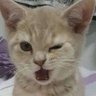 Ayush4sure's profile picture