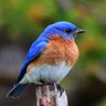 عابر سبيل profil fotoğrafı