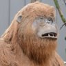 Profilbild von hopefulhominin