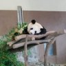 kana panda love's profile picture