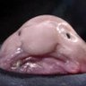 ニュウドウカジカマン's profile picture