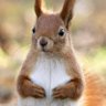 Stretchy Squirrel profil fotoğrafı