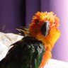 Profilbild von zibabird