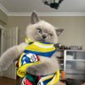 Cenk Atmaca 🐈⬛ 的头像
