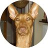 Schigi profil fotoğrafı