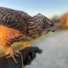 Profilbild von goshawkr
