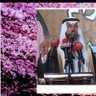 Profilbild von محمد البدراني