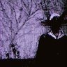 L's profile picture