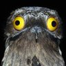 Profilbild von TheServanator