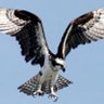 Osprey Flyer 的头像