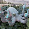 Octopus profil fotoğrafı
