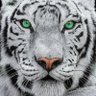 WEAPONIZED's profile picture