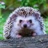 Profilbild von Githrazael